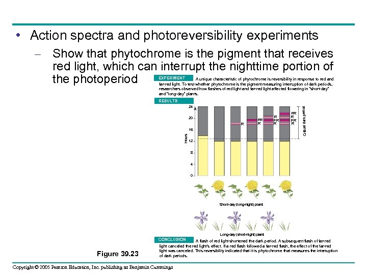  • Action spectra and photoreversibility experiments – Show that phytochrome is the pigment