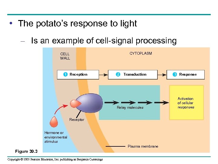  • The potato’s response to light – Is an example of cell-signal processing