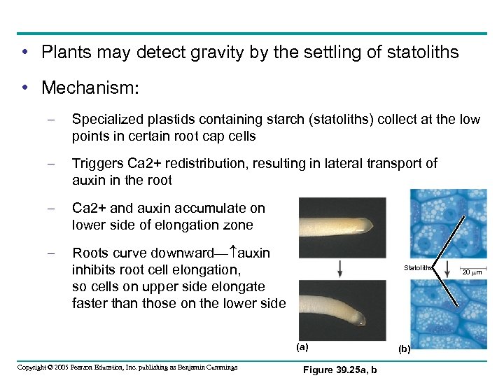  • Plants may detect gravity by the settling of statoliths • Mechanism: –