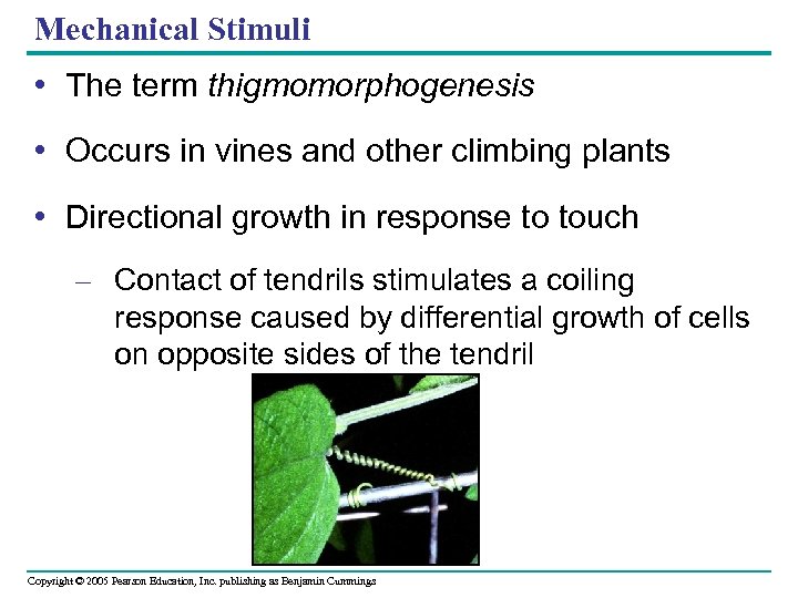 Mechanical Stimuli • The term thigmomorphogenesis • Occurs in vines and other climbing plants