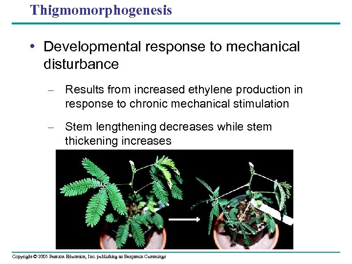 Thigmomorphogenesis • Developmental response to mechanical disturbance – Results from increased ethylene production in