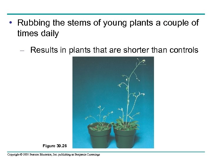  • Rubbing the stems of young plants a couple of times daily –