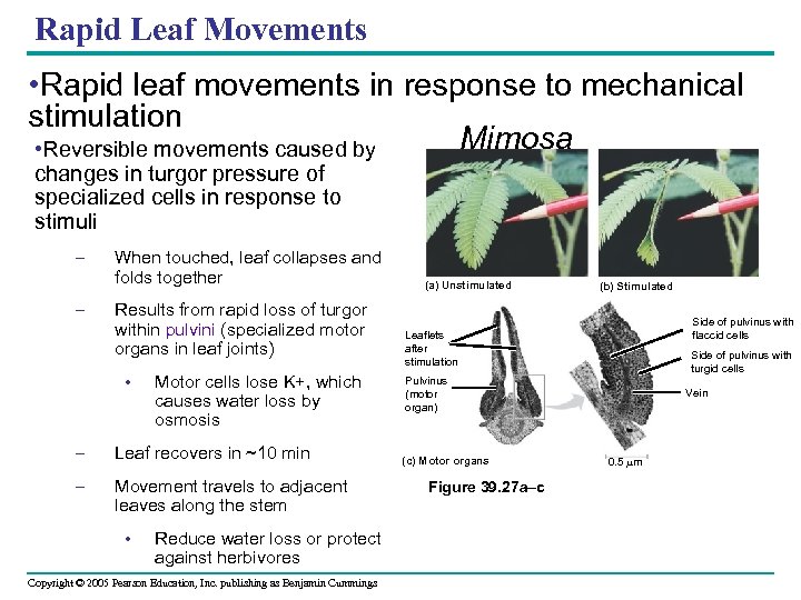 Rapid Leaf Movements • Rapid leaf movements in response to mechanical stimulation Mimosa •