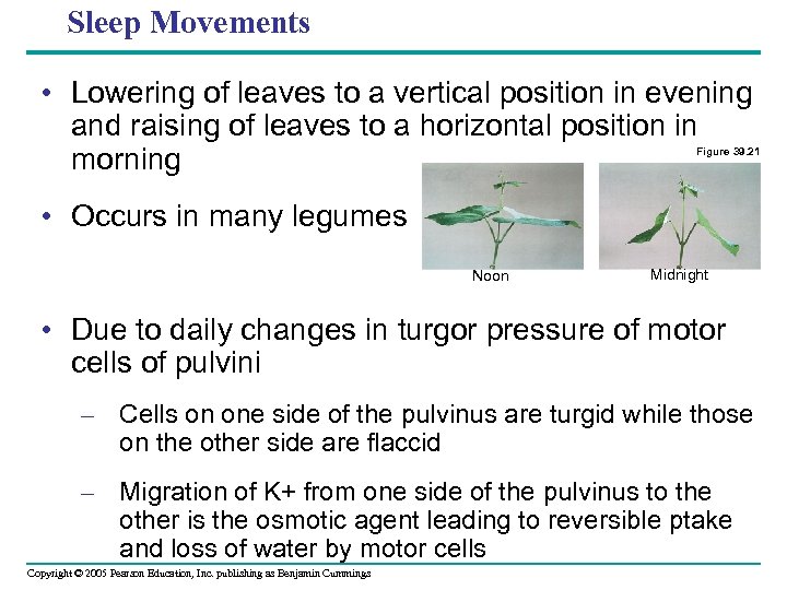 Sleep Movements • Lowering of leaves to a vertical position in evening and raising