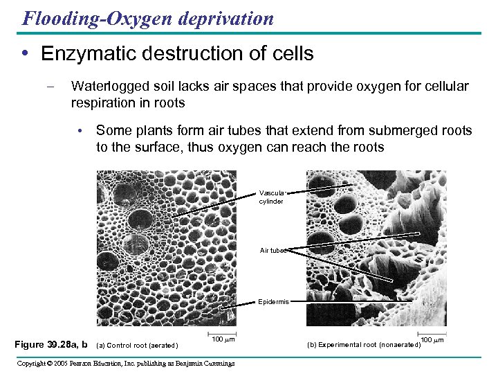 Flooding-Oxygen deprivation • Enzymatic destruction of cells – Waterlogged soil lacks air spaces that