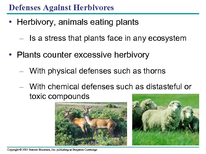 Defenses Against Herbivores • Herbivory, animals eating plants – Is a stress that plants