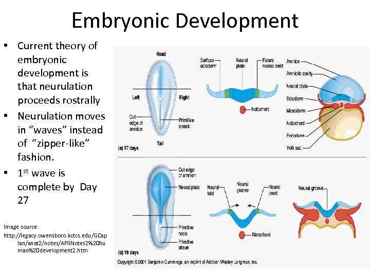 Embryonic Development • Current theory of embryonic development is that neurulation proceeds rostrally •