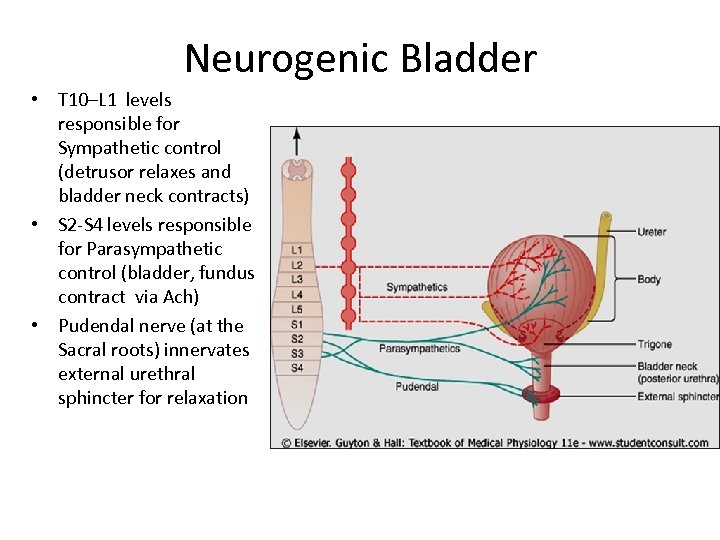 Neurogenic Bladder • T 10–L 1 levels responsible for Sympathetic control (detrusor relaxes and