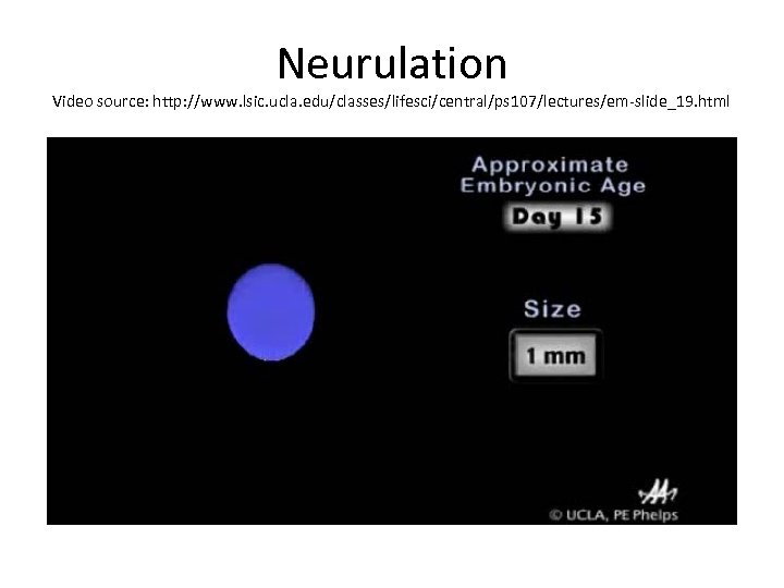 Neurulation Video source: http: //www. lsic. ucla. edu/classes/lifesci/central/ps 107/lectures/em-slide_19. html 