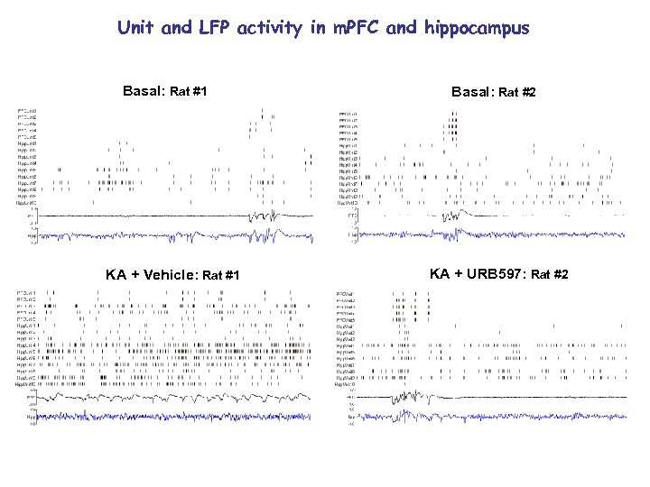 Unit and LFP activity in m. PFC and hippocampus Basal: Rat #1 KA +