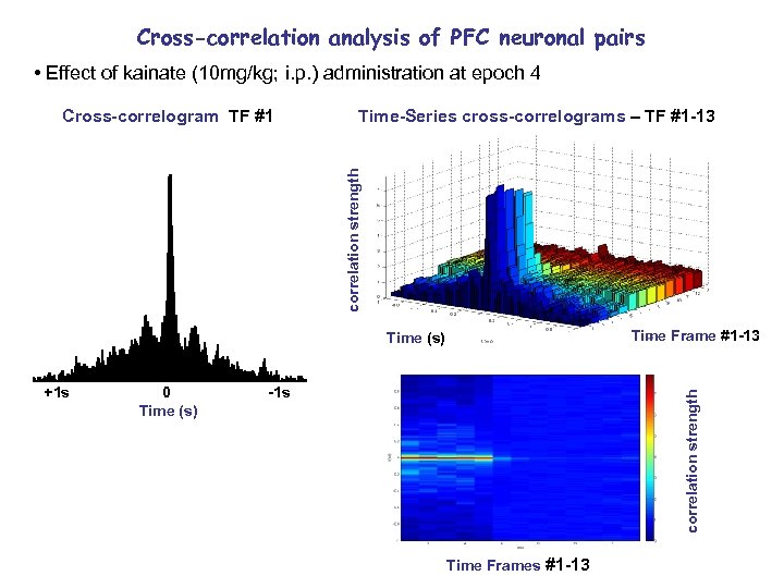 Cross-correlation analysis of PFC neuronal pairs • Effect of kainate (10 mg/kg; i. p.