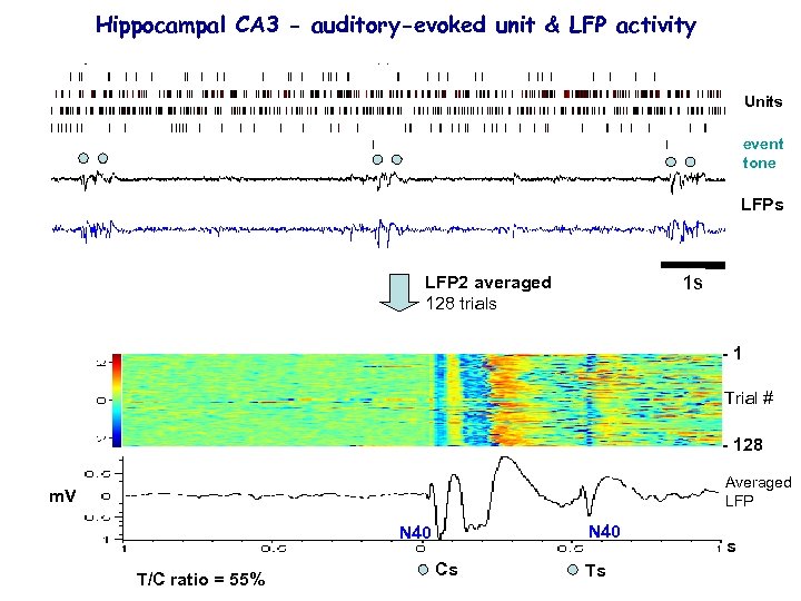 Hippocampal CA 3 - auditory-evoked unit & LFP activity Units event tone LFPs 1