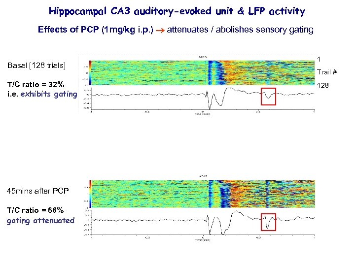 Hippocampal CA 3 auditory-evoked unit & LFP activity Effects of PCP (1 mg/kg i.