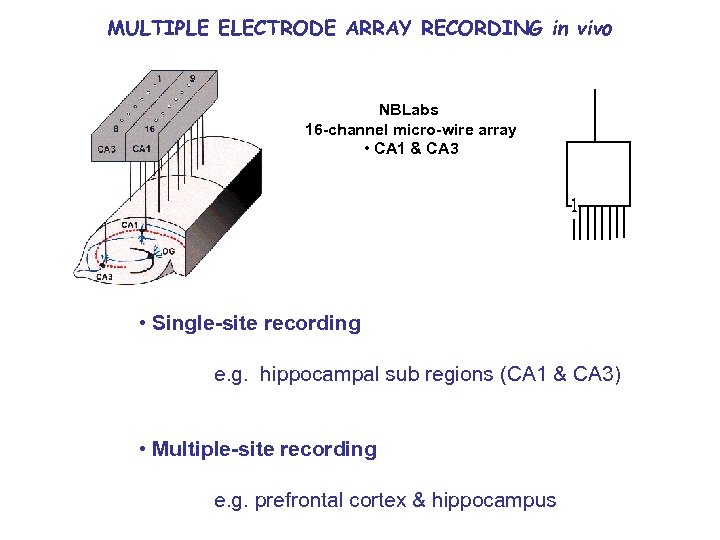 MULTIPLE ELECTRODE ARRAY RECORDING in vivo NBLabs 16 -channel micro-wire array • CA 1