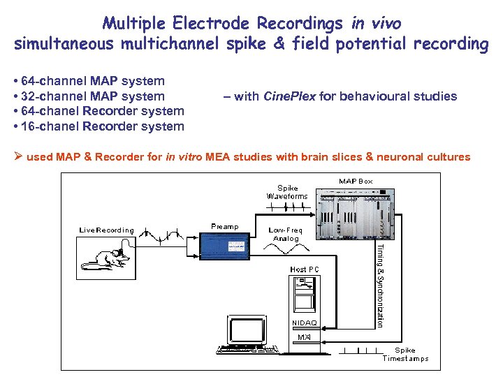 Multiple Electrode Recordings in vivo simultaneous multichannel spike & field potential recording • 64
