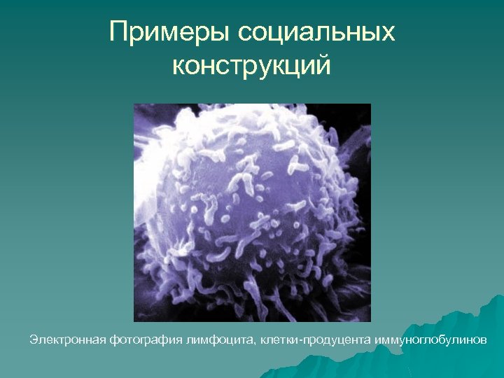Примеры социальных конструкций Электронная фотография лимфоцита, клетки-продуцента иммуноглобулинов 