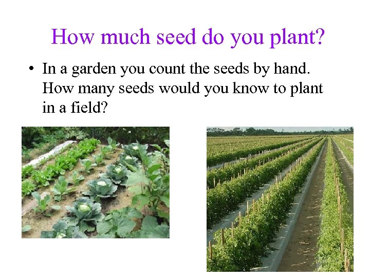 How much seed do you plant? • In a garden you count the seeds