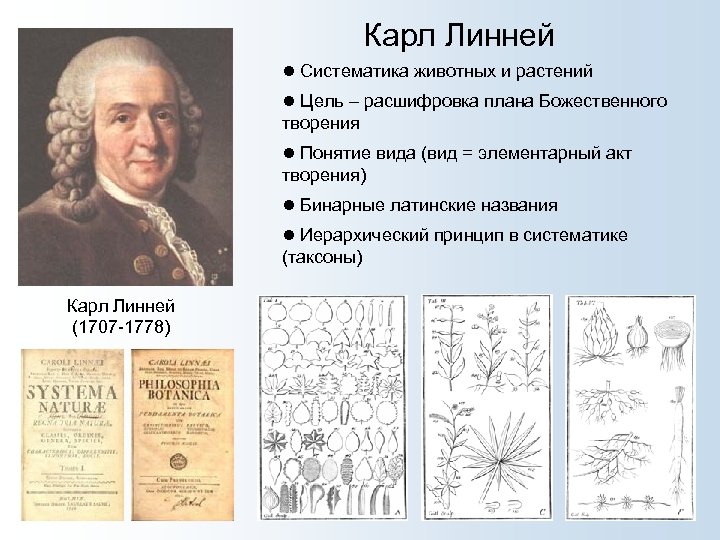Карл Линней ● Систематика животных и растений ● Цель – расшифровка плана Божественного творения