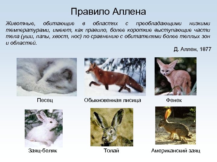 Правило Аллена Животные, обитающие в областях с преобладающими низкими температурами, имеют, как правило, более