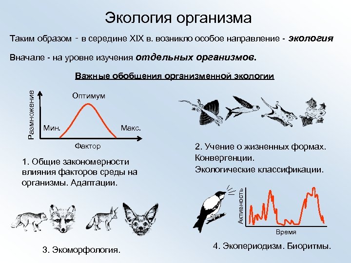 Экология организма Таким образом ‑ в середине XIX в. возникло особое направление - экология