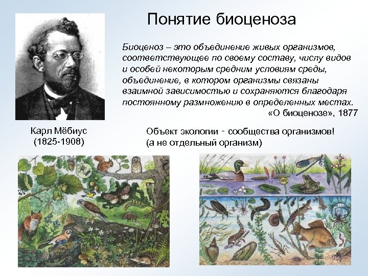 Понятие биоценоза Биоценоз – это объединение живых организмов, соответствующее по своему составу, числу видов