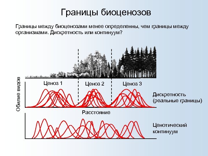 Границы биоценозов Обилие видов Границы между биоценозами менее определенны, чем границы между организмами. Дискретность