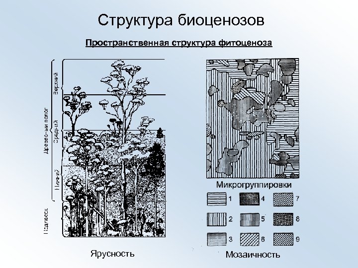 Структура биоценозов Пространственная структура фитоценоза Ярусность Мозаичность 