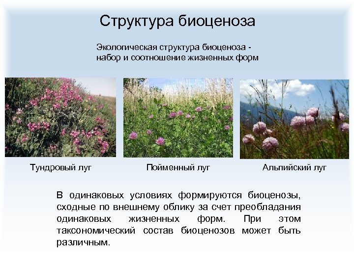 Структура биоценоза Экологическая структура биоценоза - набор и соотношение жизненных форм Тундровый луг Пойменный