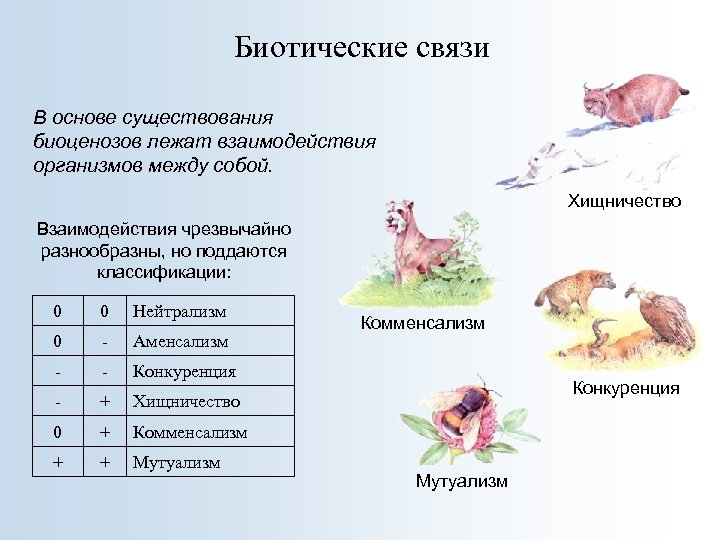 Биотические связи В основе существования биоценозов лежат взаимодействия организмов между собой. Хищничество Взаимодействия чрезвычайно