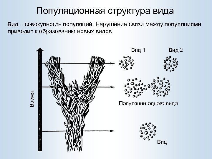 Популяционная структура вида Вид – совокупность популяций. Нарушение связи между популяциями приводит к образованию