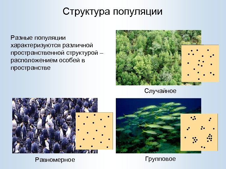 Структура популяции Разные популяции характеризуются различной пространственной структурой – расположением особей в пространстве Случайное