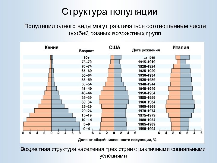 Структура популяции Популяции одного вида могут различаться соотношением числа особей разных возрастных групп Возрастная