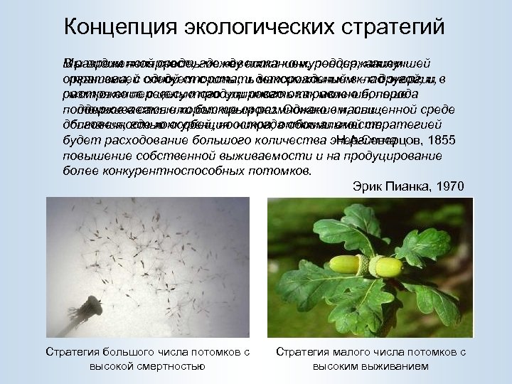Концепция экологических стратегий В разреженной среде, между питанием, поддержанием Мы видим полярностьгде невелика конкуренция,
