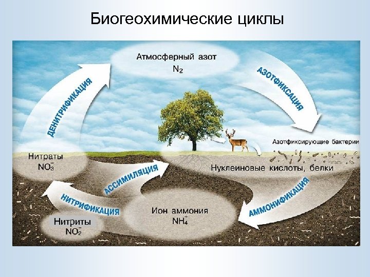 Биогеохимические циклы Нитриты 