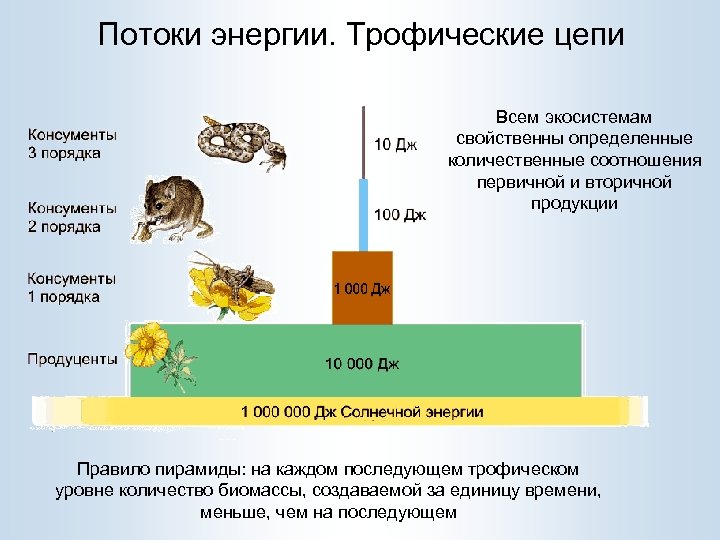 Потоки энергии. Трофические цепи Всем экосистемам свойственны определенные количественные соотношения первичной и вторичной продукции