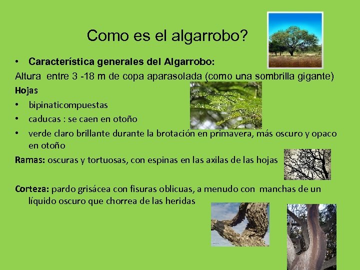Como es el algarrobo? • Característica generales del Algarrobo: Altura entre 3 -18 m