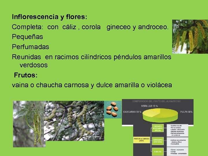 Inflorescencia y flores: Completa: con cáliz , corola gineceo y androceo. Pequeñas Perfumadas Reunidas