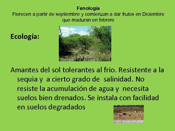 Fenología Florecen a partir de septiembre y comienzan a dar frutos en Diciembre que