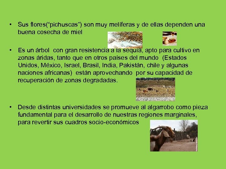  • Sus flores(“pichuscas”) son muy melíferas y de ellas dependen una buena cosecha