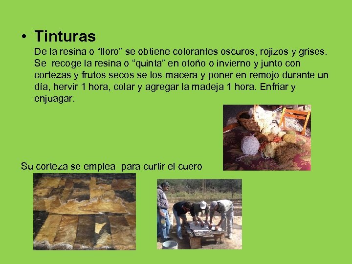  • Tinturas De la resina o “lloro” se obtiene colorantes oscuros, rojizos y