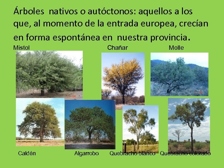 Árboles nativos o autóctonos: aquellos a los que, al momento de la entrada europea,