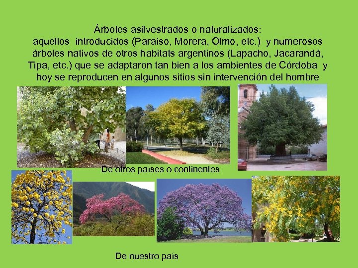 Árboles asilvestrados o naturalizados: aquellos introducidos (Paraíso, Morera, Olmo, etc. ) y numerosos árboles