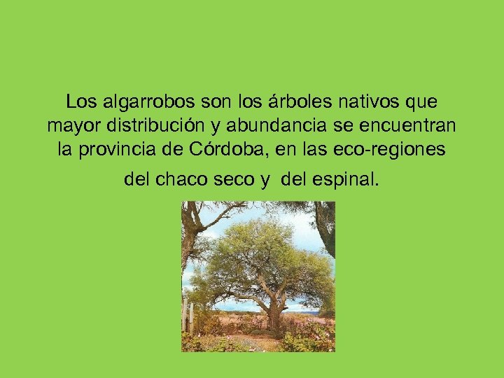 Los algarrobos son los árboles nativos que mayor distribución y abundancia se encuentran la