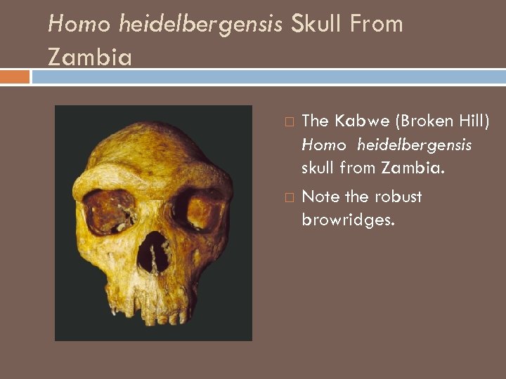 Homo heidelbergensis Skull From Zambia The Kabwe (Broken Hill) Homo heidelbergensis skull from Zambia.