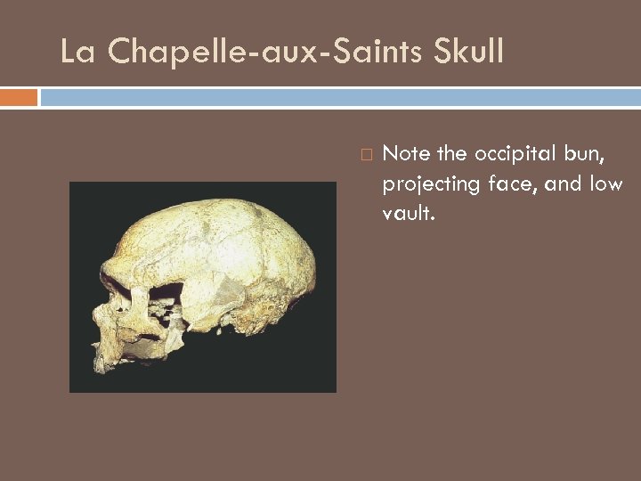 La Chapelle-aux-Saints Skull Note the occipital bun, projecting face, and low vault. 