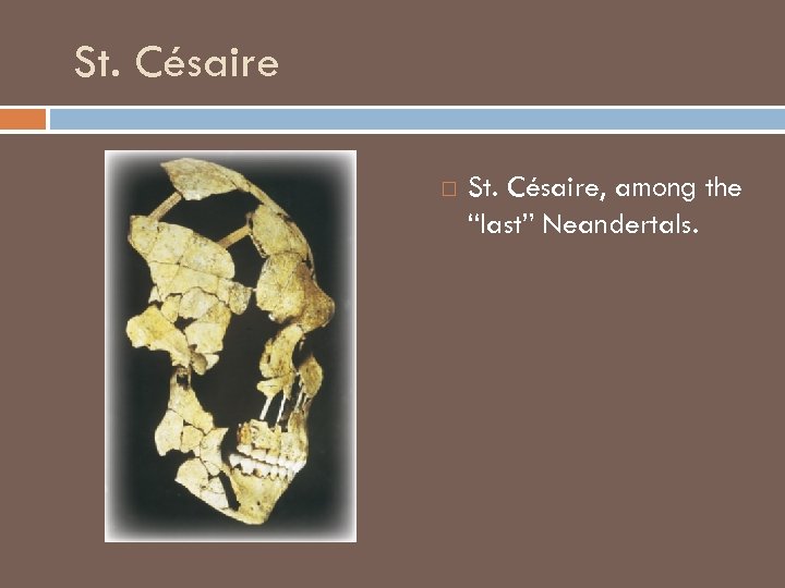 St. Césaire St. Césaire, among the “last” Neandertals. 