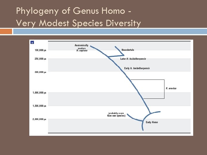 Phylogeny of Genus Homo Very Modest Species Diversity 