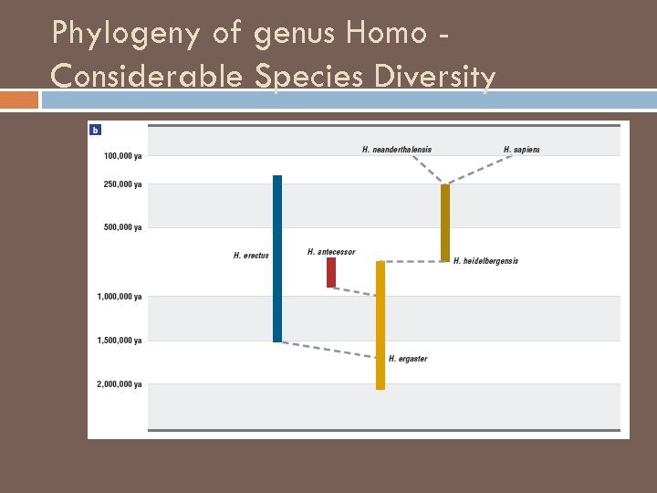 Phylogeny of genus Homo Considerable Species Diversity 