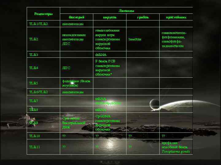 Лиганды Рецепторы TLR 1/TLR 2 бактерий вирусов простейших TLR 2 пептидогликан липопептиды ЛПС гемагглютинин