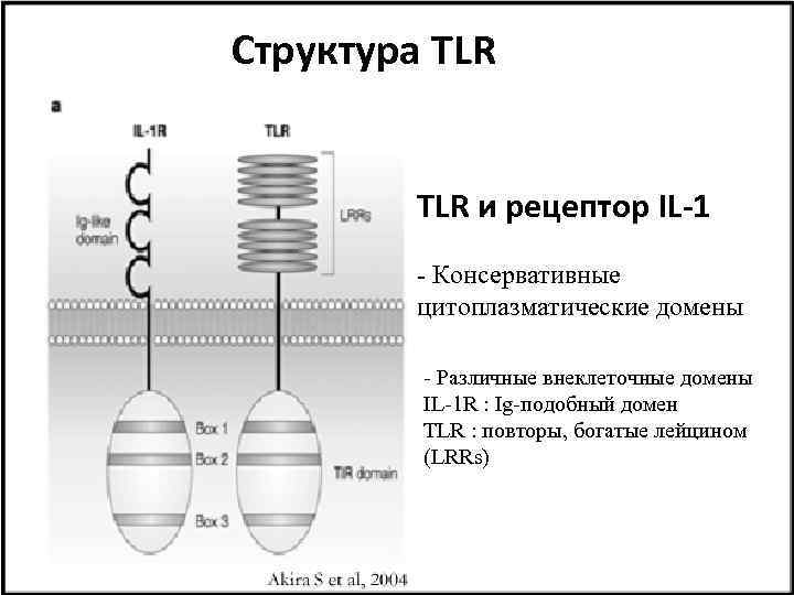 Структура TLR и рецептор IL-1 - Консервативные цитоплазматические домены - Различные внеклеточные домены IL-1